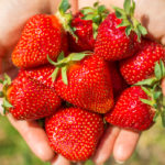 Erdbeeren