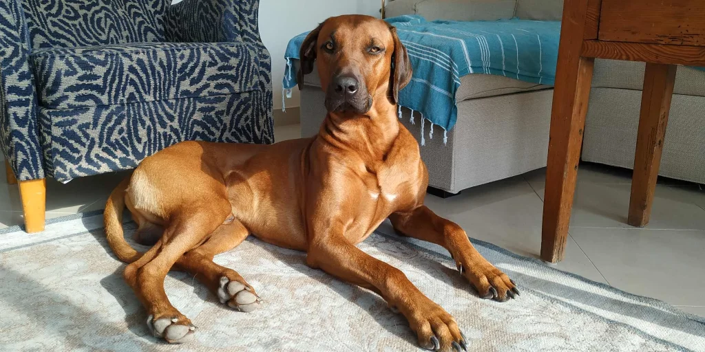 Rhodesian Ridgeback liegt auf einem Teppich im Wohnzimmer, entspannter Hund mit wachsamer Haltung