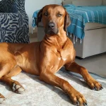 Rhodesian Ridgeback liegt auf einem Teppich im Wohnzimmer, entspannter Hund mit wachsamer Haltung