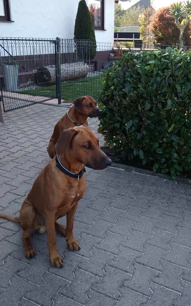 Zwei Rhodesian Ridgebacks sitzen aufmerksam auf einem gepflasterten Hof vor dem Haus, neben Zaun und Gartenhecke