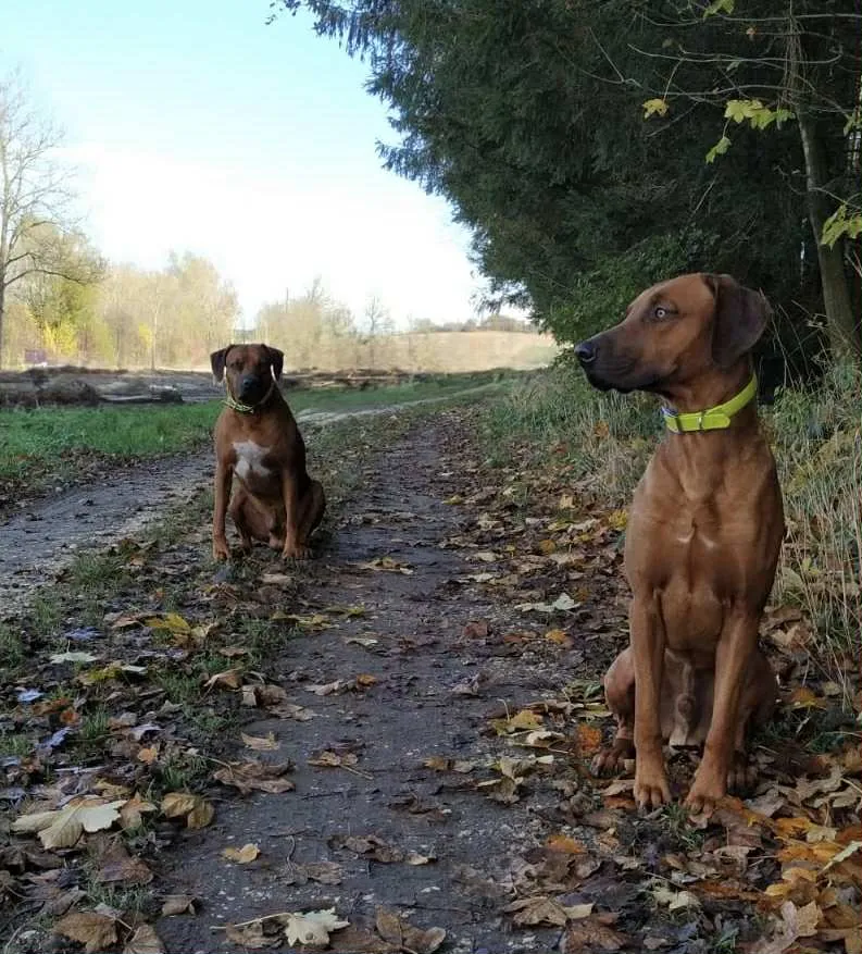 Zwei Rhodesian Ridgebacks sitzen auf einem herbstlichen Waldweg, aufmerksam und wachsam im Blick nach vorne