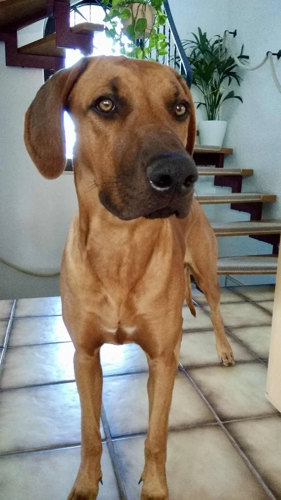 Rhodesian Ridgeback steht im Haus vor einer Treppe und blickt aufmerksam nach vorne, eleganter Hund mit wachsamer Haltung