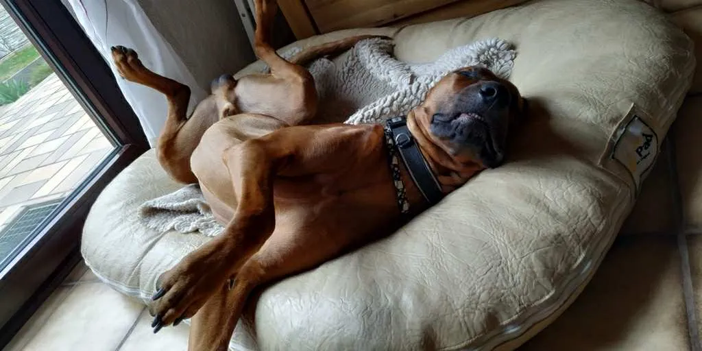 Rhodesian Ridgeback liegt entspannt auf dem Rücken im Hundebett und schläft tief und gelassen
