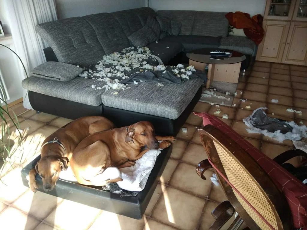 Zwei Rhodesian Ridgebacks liegen entspannt im Körbchen, während hinter ihnen ein zerfetztes Sofa und Wohnzimmer-Chaos zu sehen ist
