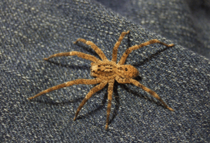 Nosferatu Spinne (Zoropsis spinimana) mit maskenartiger Zeichnung klettert auf blauem Jeansstoff; typische Ringel an den Beinen sichtbar