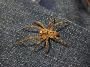 Von <a rel="nofollow" class="external text" href="https://www.flickr.com/people/81343817@N00">rankingranqueen</a> from Tokyo, Japan - <a rel="nofollow" class="external text" href="https://www.flickr.com/photos/81343817@N00/1384134507/">guess who's coming to dinner</a>, <a href="https://creativecommons.org/licenses/by/2.0" title="Creative Commons Attribution 2.0">CC BY 2.0</a>, <a href="https://commons.wikimedia.org/w/index.php?curid=2891376">Link</a>